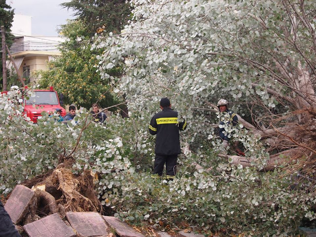 Ξεριζώθηκαν δέντρα και καταπλάκωσαν αυτοκίνητα στη Κομοτηνή - Καταστράφηκε ολοσχερώς όχημα [photos] - Φωτογραφία 4