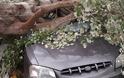 Ξεριζώθηκαν δέντρα και καταπλάκωσαν αυτοκίνητα στη Κομοτηνή - Καταστράφηκε ολοσχερώς όχημα [photos]