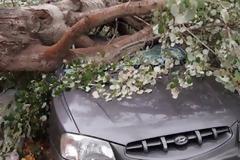 Ξεριζώθηκαν δέντρα και καταπλάκωσαν αυτοκίνητα στη Κομοτηνή - Καταστράφηκε ολοσχερώς όχημα [photos]