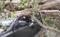 Ξεριζώθηκαν δέντρα και καταπλάκωσαν αυτοκίνητα στη Κομοτηνή - Καταστράφηκε ολοσχερώς όχημα [photos] - Φωτογραφία 2