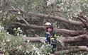 Ξεριζώθηκαν δέντρα και καταπλάκωσαν αυτοκίνητα στη Κομοτηνή - Καταστράφηκε ολοσχερώς όχημα [photos] - Φωτογραφία 3