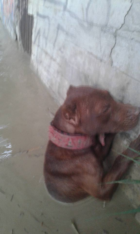 ΟΡΓΗ: Βούτηξαν στα φουσκωμένα νερά του Γιόφυρου για να σώσουν σκυλάκι - Οι ιδιοκτήτες του το είχαν αφήσει να πνιγεί [photos] - Φωτογραφία 2