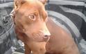 ΟΡΓΗ: Βούτηξαν στα φουσκωμένα νερά του Γιόφυρου για να σώσουν σκυλάκι - Οι ιδιοκτήτες του το είχαν αφήσει να πνιγεί [photos] - Φωτογραφία 1