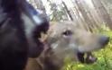 Είναι η στιγμή που η άμερα καταγράφει τη σοκαριστική μάχη ενός σκύλου με δύο λύκους... [video]