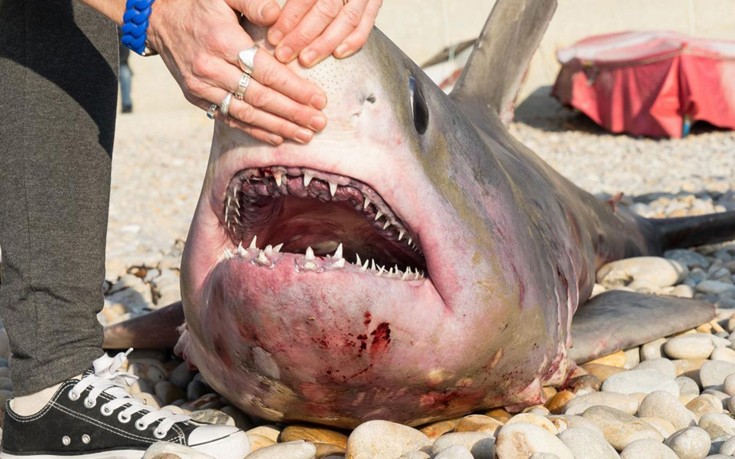 Βρετανία: Καρχαρίες μόλις 200 μέτρα από την ακτή [photos] - Φωτογραφία 2