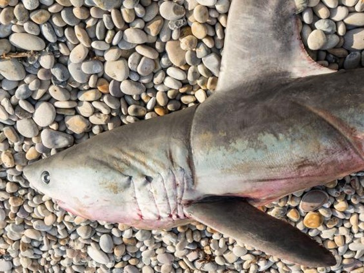 Βρετανία: Καρχαρίες μόλις 200 μέτρα από την ακτή [photos] - Φωτογραφία 4