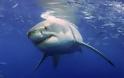 Βρετανία: Καρχαρίες μόλις 200 μέτρα από την ακτή [photos] - Φωτογραφία 1