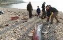 Βρετανία: Καρχαρίες μόλις 200 μέτρα από την ακτή [photos] - Φωτογραφία 3