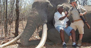 Λαθροθήρες σκότωσαν με κυάνιο 22 ελέφαντες στη Ζιμπάμπουε - Φωτογραφία 1
