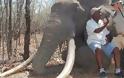 Λαθροθήρες σκότωσαν με κυάνιο 22 ελέφαντες στη Ζιμπάμπουε