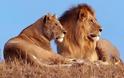 Κινδυνεύουν να εξαφανιστούν τα μισά λιοντάρια της Αφρικής