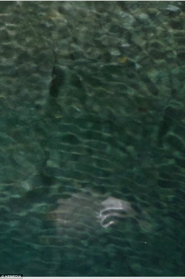 ΣΟΚ! Σκοτσέζος φωτογράφισε, τυχαία, μυστηριώδες θαλάσσιο πλάσμα στην Κέρκυρα [photos] - Φωτογραφία 2