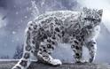 Κινδυνεύουν με εξαφάνιση οι λεοπαρδάλεις του χιονιού