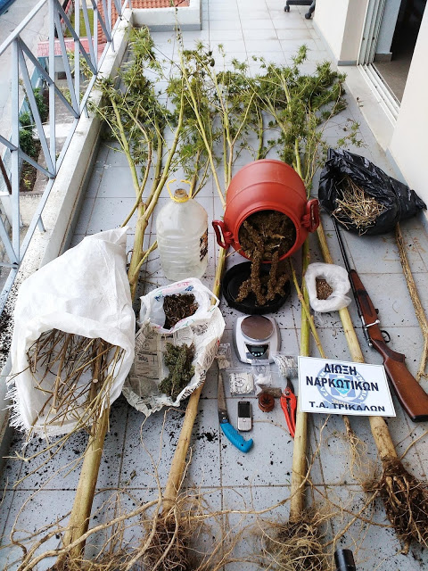 Συνελήφθη 52χρονος με χασισοκαλλιέργεια [photos] - Φωτογραφία 3