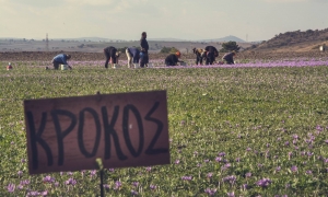 ΑΥΤΟΣ είναι ο Μωβ Χρυσός που έχει η Ελλάδα... [photos] - Φωτογραφία 10