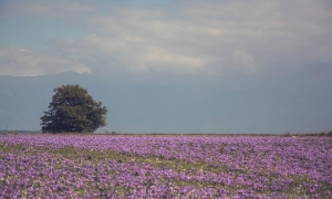 ΑΥΤΟΣ είναι ο Μωβ Χρυσός που έχει η Ελλάδα... [photos] - Φωτογραφία 3