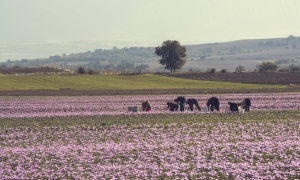 ΑΥΤΟΣ είναι ο Μωβ Χρυσός που έχει η Ελλάδα... [photos] - Φωτογραφία 5