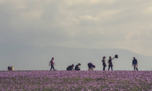 ΑΥΤΟΣ είναι ο Μωβ Χρυσός που έχει η Ελλάδα... [photos] - Φωτογραφία 6