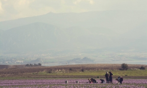 ΑΥΤΟΣ είναι ο Μωβ Χρυσός που έχει η Ελλάδα... [photos] - Φωτογραφία 9