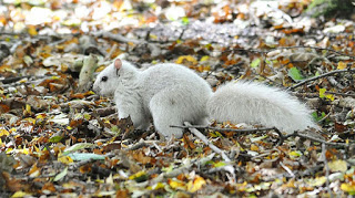 Λευκός σκίουρος; Ένα σπάνιο φαινόμενο [Photos] - Φωτογραφία 1
