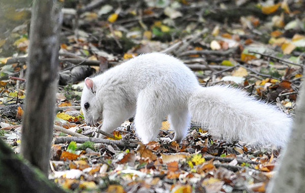Λευκός σκίουρος; Ένα σπάνιο φαινόμενο [Photos] - Φωτογραφία 4