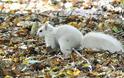 Λευκός σκίουρος; Ένα σπάνιο φαινόμενο [Photos] - Φωτογραφία 1