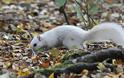 Λευκός σκίουρος; Ένα σπάνιο φαινόμενο [Photos] - Φωτογραφία 2