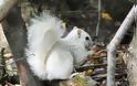Λευκός σκίουρος; Ένα σπάνιο φαινόμενο [Photos] - Φωτογραφία 3