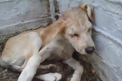 Καταδικάστηκε ο 82χρονος που έσπασε στο ξύλο κουτάβι στον Τριπόταμο Βέροιας