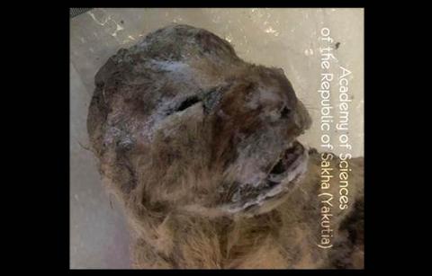 ΑΠΙΣΤΕΥΤΗ ΑΝΑΚΑΛΥΨΗ! Βρήκαν κατεψυγμένα λιονταράκια που χρονολογούνται τουλάχιστον 10.000 χρόνια πριν [photo] - Φωτογραφία 2