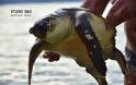 Χτυπημένη χελώνα Καρέτα - Καρέτα στο Ναύπλιο... [photos] - Φωτογραφία 3