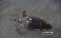 Χτυπημένη χελώνα Καρέτα - Καρέτα στο Ναύπλιο... [photos] - Φωτογραφία 4