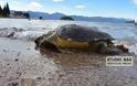 Χτυπημένη χελώνα Καρέτα - Καρέτα στο Ναύπλιο... [photos] - Φωτογραφία 5