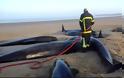 10 φάλαινες ξεβράστηκαν στην παραλία