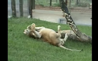 ΑΠΙΣΤΕΥΤΑ ΣΥΓΚΙΝΗΤΙΚΟ: Αυτό το λιοντάρι δεν είχε πατήσει σε χώμα ποτέ στην ζωή του - Δείτε την αντίδραση του [video] - Φωτογραφία 1