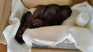 Πέταξε 4 κουτάβια ζωντανά στον κάδο αφού τα έβαλε σε κουτί και τα έκλεισε σε σακούλα! [video] - Φωτογραφία 1