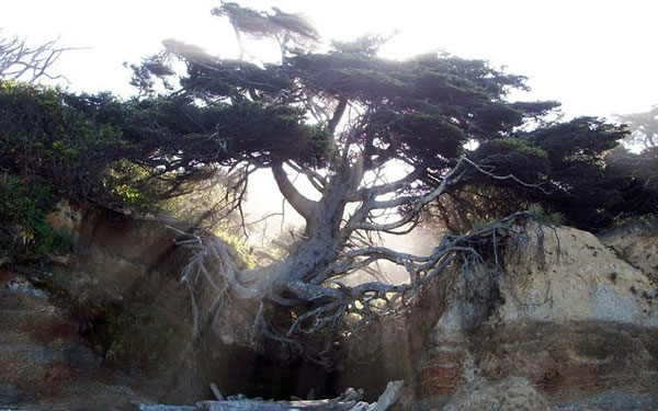 Το δέντρο που πάει κόντρα στην βαρύτητα! [photos] - Φωτογραφία 4