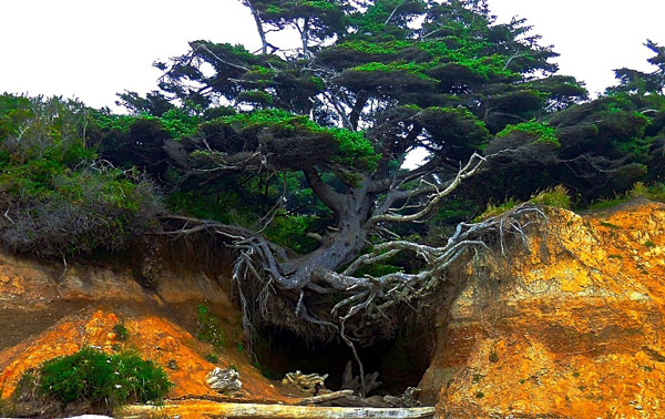 Το δέντρο που πάει κόντρα στην βαρύτητα! [photos] - Φωτογραφία 5