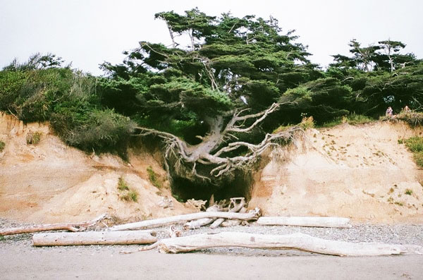 Το δέντρο που πάει κόντρα στην βαρύτητα! [photos] - Φωτογραφία 7