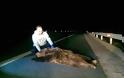 Καστοριά: Άλλη μια αρκούδα νεκρή σε τροχαίο σε κάθετο άξονα της Εγνατίας Οδού