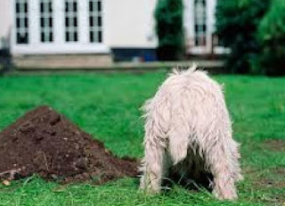 Γιατί σκάβουν οι σκύλοι; - Φωτογραφία 1
