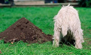 Γιατί σκάβουν οι σκύλοι; - Φωτογραφία 1