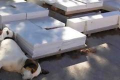 ΝΑΥΠΛΙΟ: Θηλυκό σκυλάκι ταΐζει ορφανά γατάκια [photos]