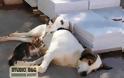 ΝΑΥΠΛΙΟ: Θηλυκό σκυλάκι ταΐζει ορφανά γατάκια [photos] - Φωτογραφία 3