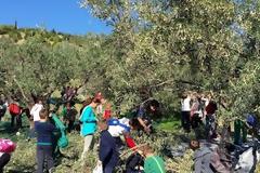 Παραγωγή ελαιόλαδου σε δημοτικό σχολείο