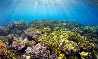 Εξαιρετικά νέα για τον Μεγάλο Κοραλλιογενή Ύφαλο - Φωτογραφία 1