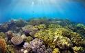 Εξαιρετικά νέα για τον Μεγάλο Κοραλλιογενή Ύφαλο
