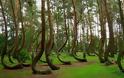 Το αναρχικό δάσος της Πολωνίας [photos] - Φωτογραφία 2