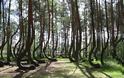 Το αναρχικό δάσος της Πολωνίας [photos] - Φωτογραφία 5