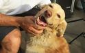Aπίστευτο: Xαμένος σκύλος επέστρεψε μετά από 2 χρόνια στην “οικογένεια” του [photos]